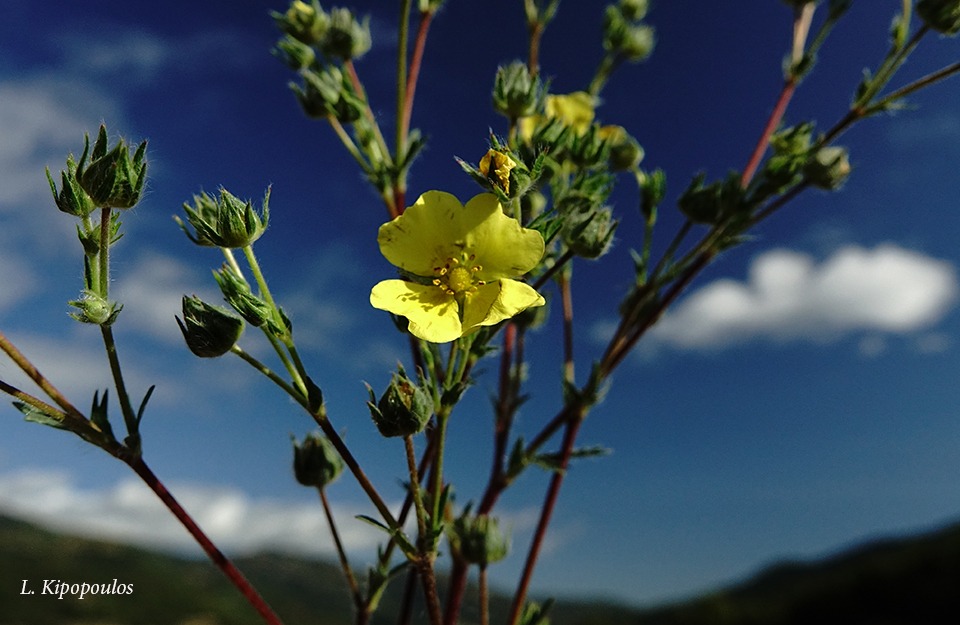 Potentilla Recta 14 10 20 4