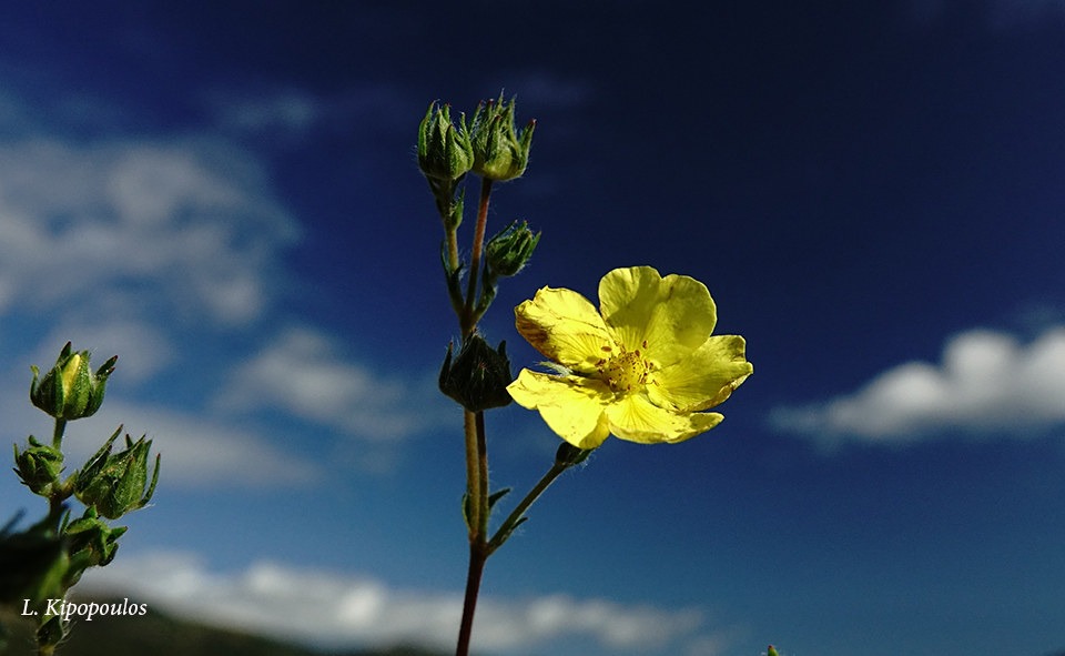 Potentilla Recta 14 10 20 5