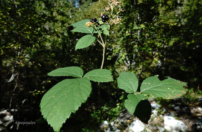 Rubus Caesius 27 9 20 8