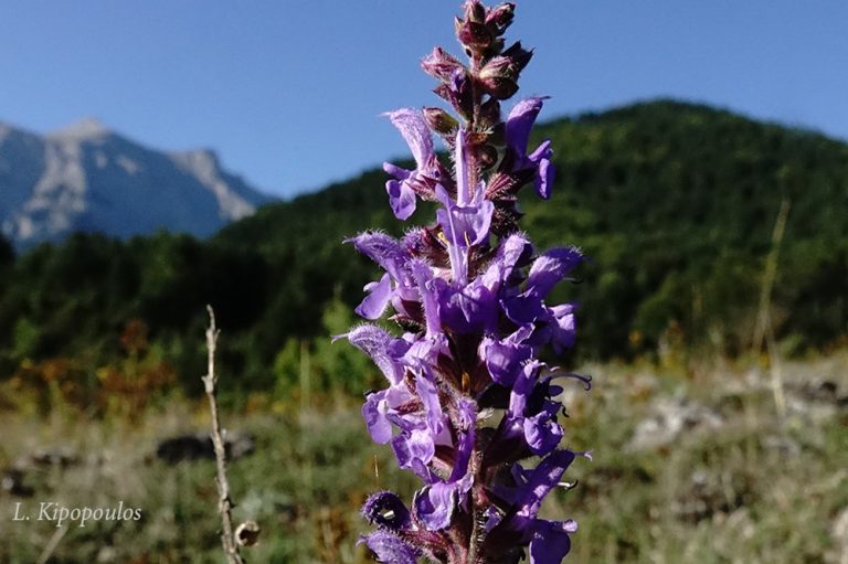 Salvia Amplexicaulis 30 8 20 6 1