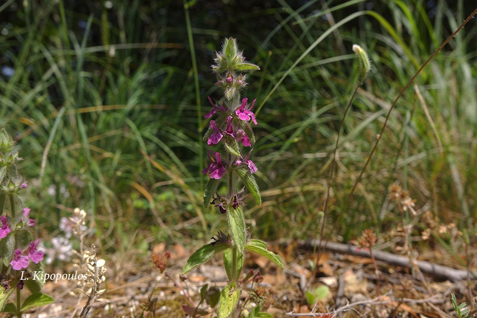 Sideritis Purpurea8