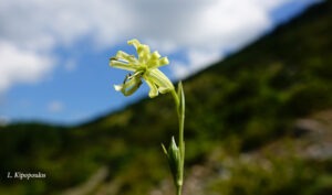 Silene Radicosa 20 7 20 5