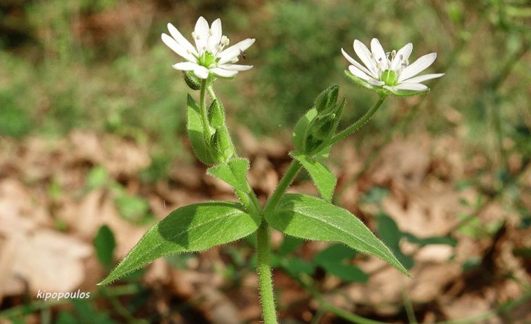 Stellaria Aquatica 2 10 21 1