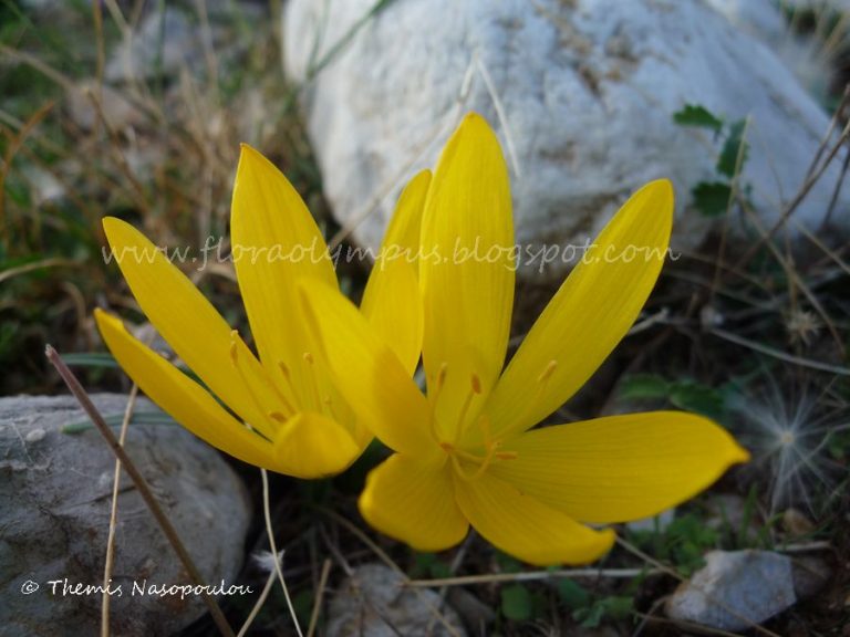 Sternbergia Lutea Themis Nasopoulou1