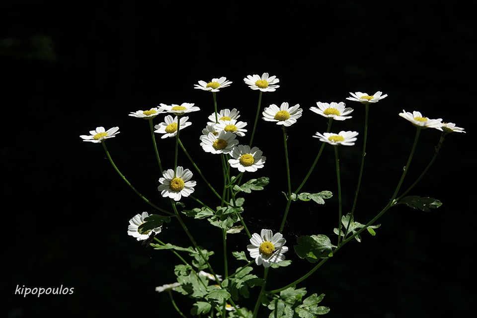 Tanacetum Parthe 11