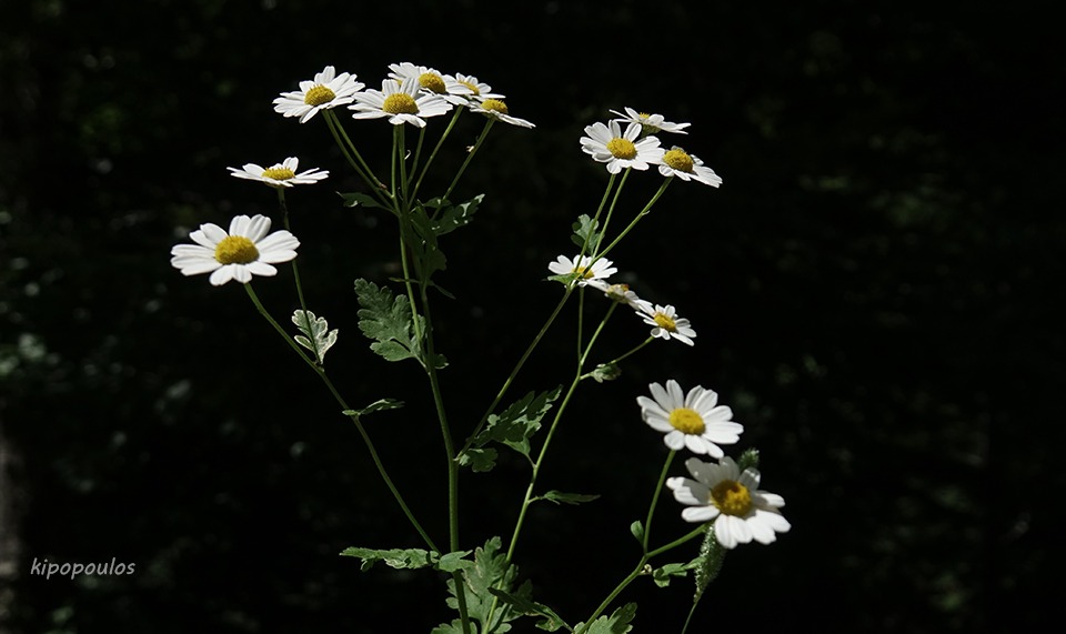 Tanacetum Parthe 3