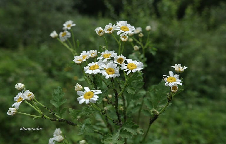 Tanacetum Parthe 5