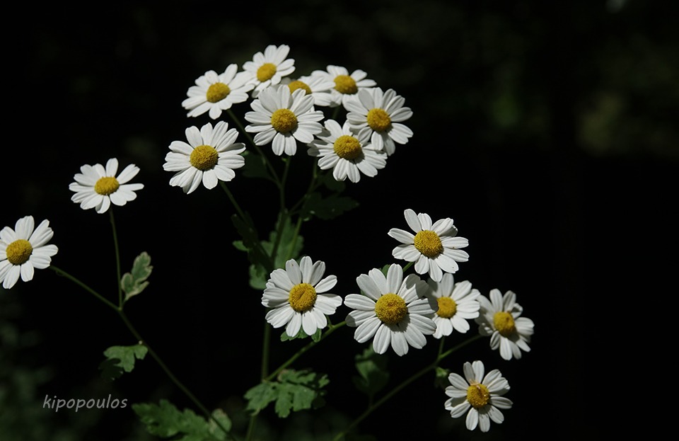 Tanacetum Parthe 8