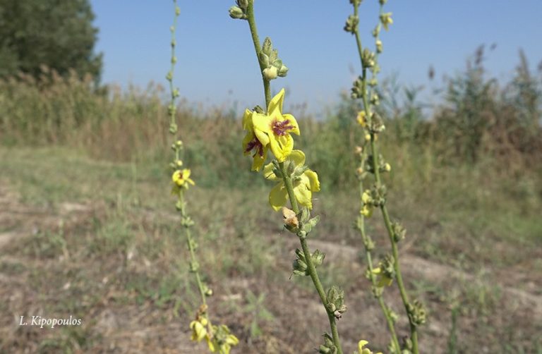 Verbascum Sinuatum 18 9 19 3