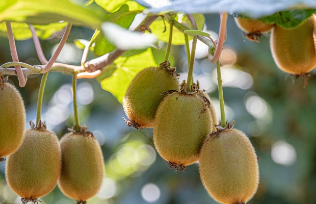 Aktinidia Dentro