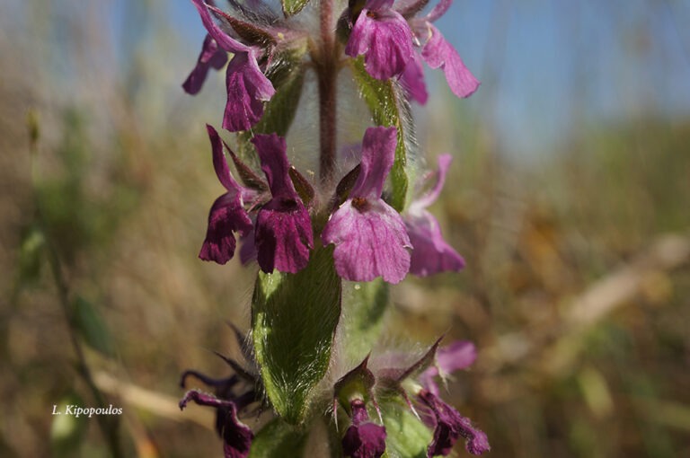 Sideritis Purpurea 11 5 13 4