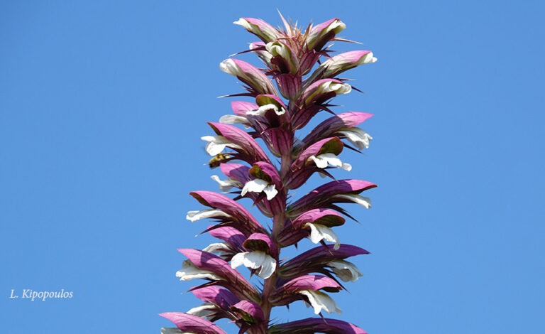 Acanthus Spinosus 5 7 20