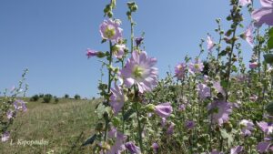 Alcea Biennis 2 7 18 Keoax 4 Min