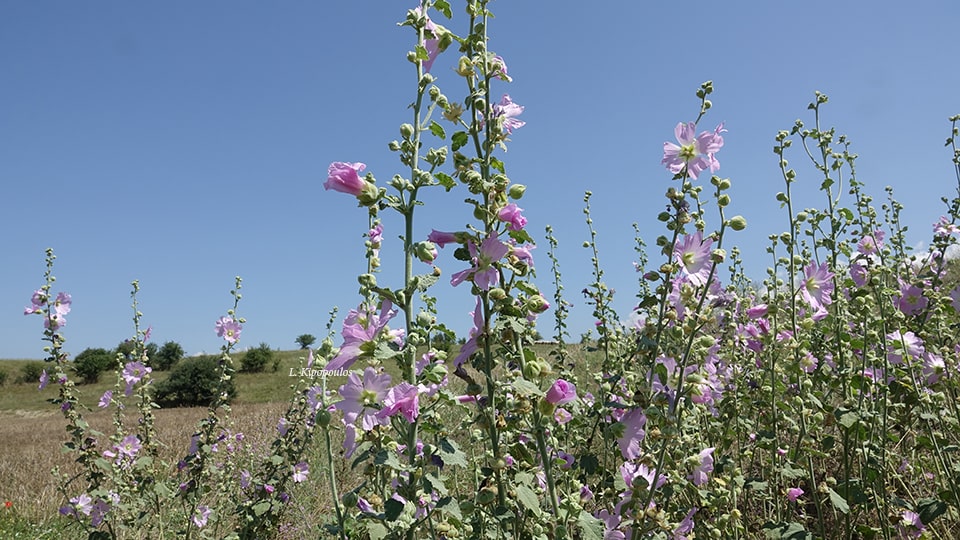 Alcea Biennis 2 7 18 Keoax 5 Min