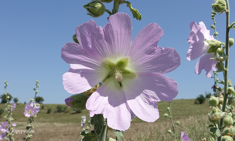 Alcea Biennis 2 7 18 Keoax 7 Min