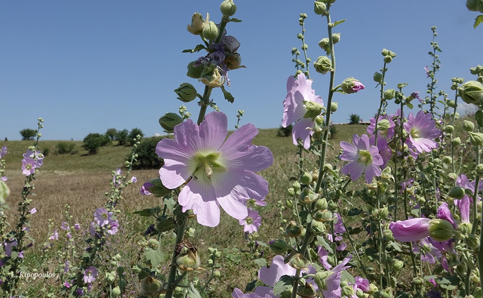 Alcea Biennis 2 7 18 Keoax 8 Min