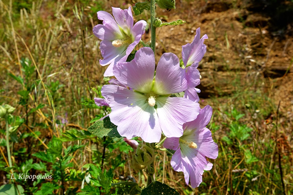 Alcea Biennis 5 7 20 8 Min