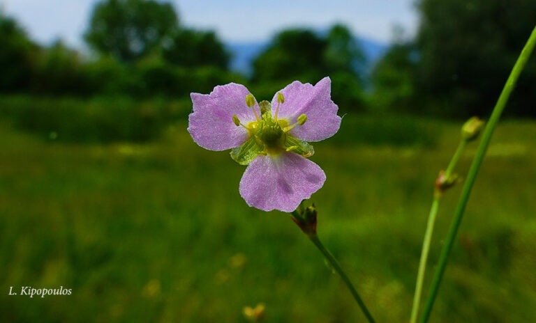 Alisma Lanceolatum 3