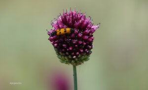 Allium Sphaerocephalon 12 6 21 9