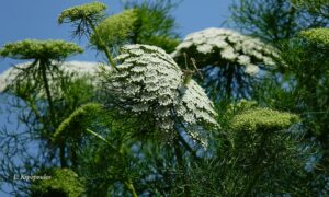 Ammi Visnaga 21 6 20 4 Min