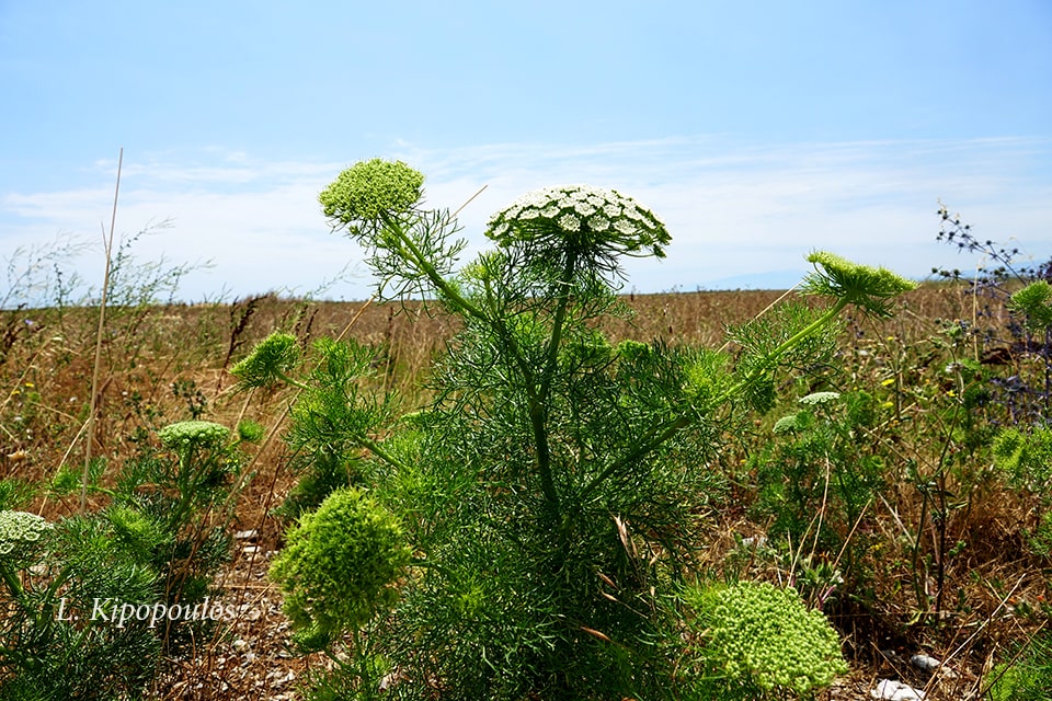 Ammi Visnaga 8 7 20 3 Min