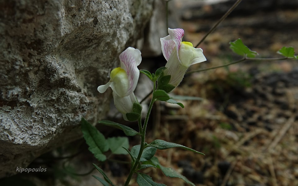 Antirrhinum Siculum 10 8 21 4 Min