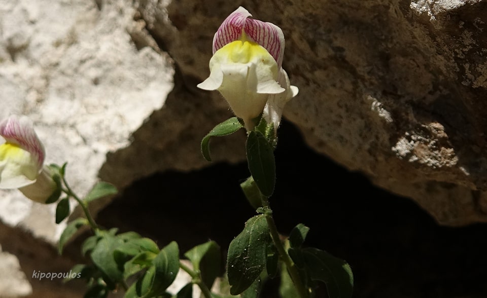 Antirrhinum Siculum 10 8 21 5 Min