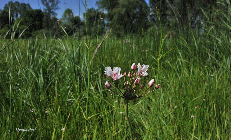 Butomus Umbellatum 22 5 21 2 1 Min