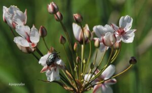 Butomus Umbellatum 22 5 21 7 Min