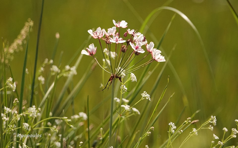 Butomus Umbellatum 29 5 20 4 Min