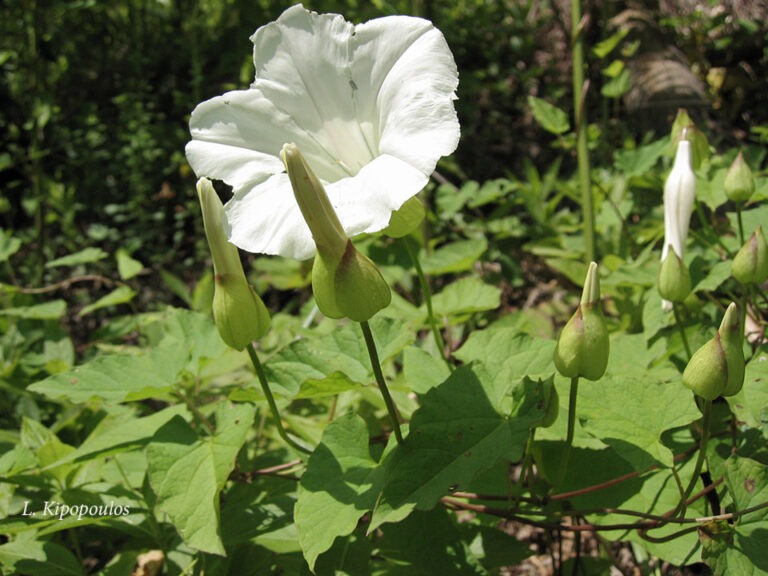 Calystegia Sylvatica 2 Vractia Kalyptoun 2