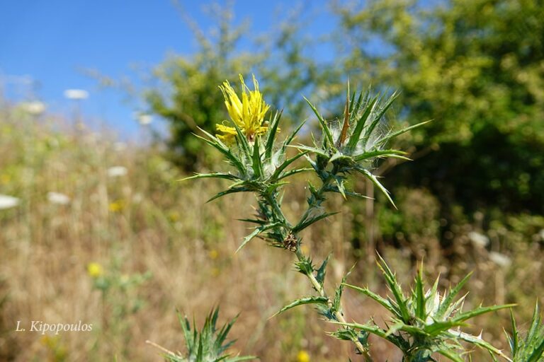 Carthamus Lanatus 1 Min