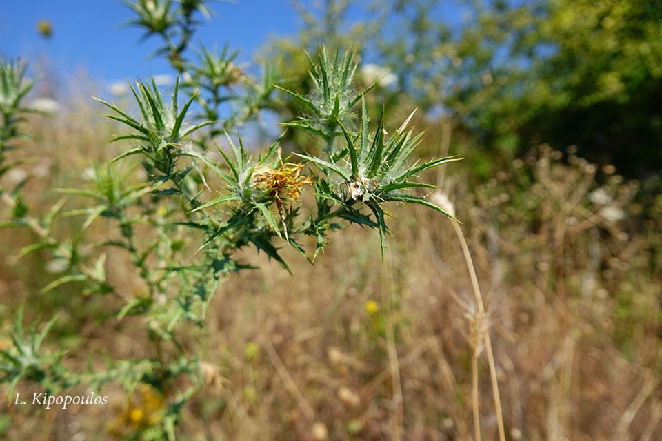 Carthamus Lanatus 2 Min