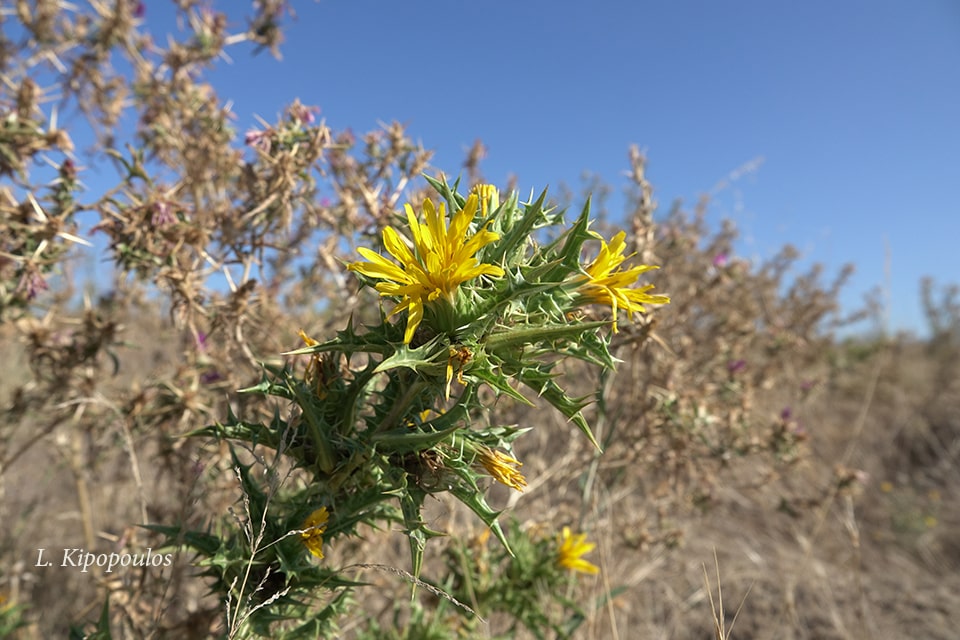 Carthamus Lanatus 3 Min 1