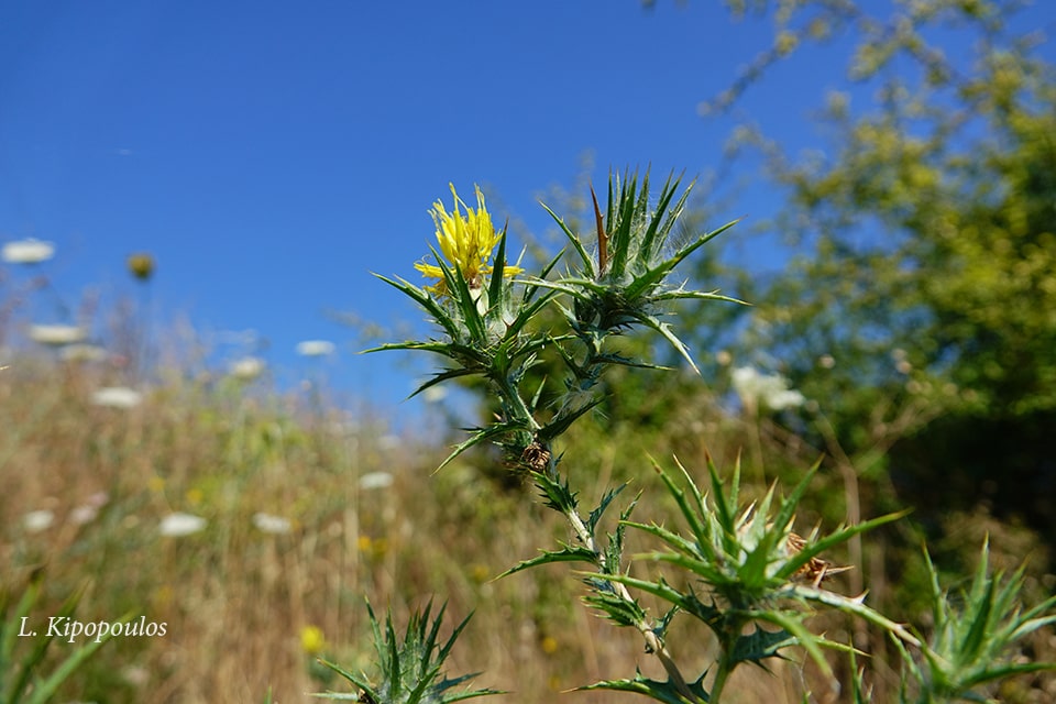 Carthamus Lanatus 3 Min