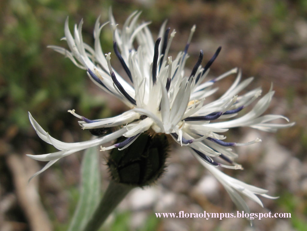 Centaurea Pindicola 12 5 07 1024X 062 Min