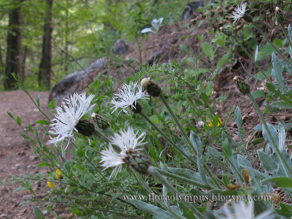 Centaurea Pindicola 12 5 07 1024X 124 1 Min