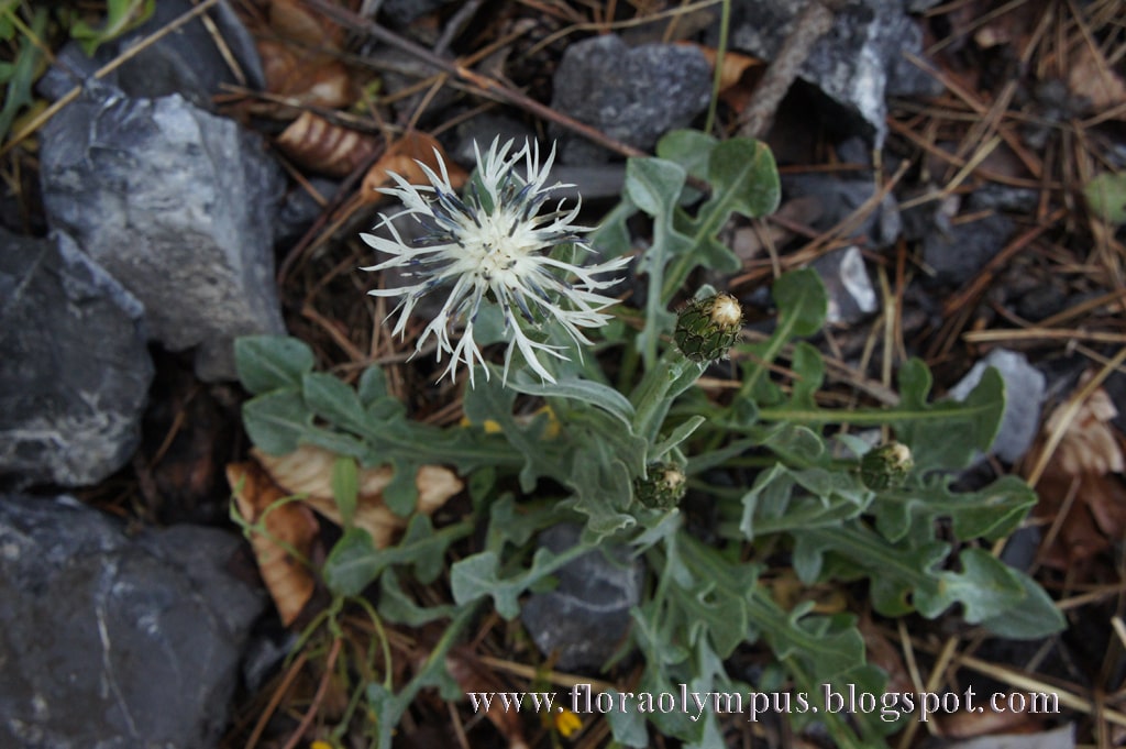 Centaurea Pindicola 5 5 12 1024X Dsc04334 Min