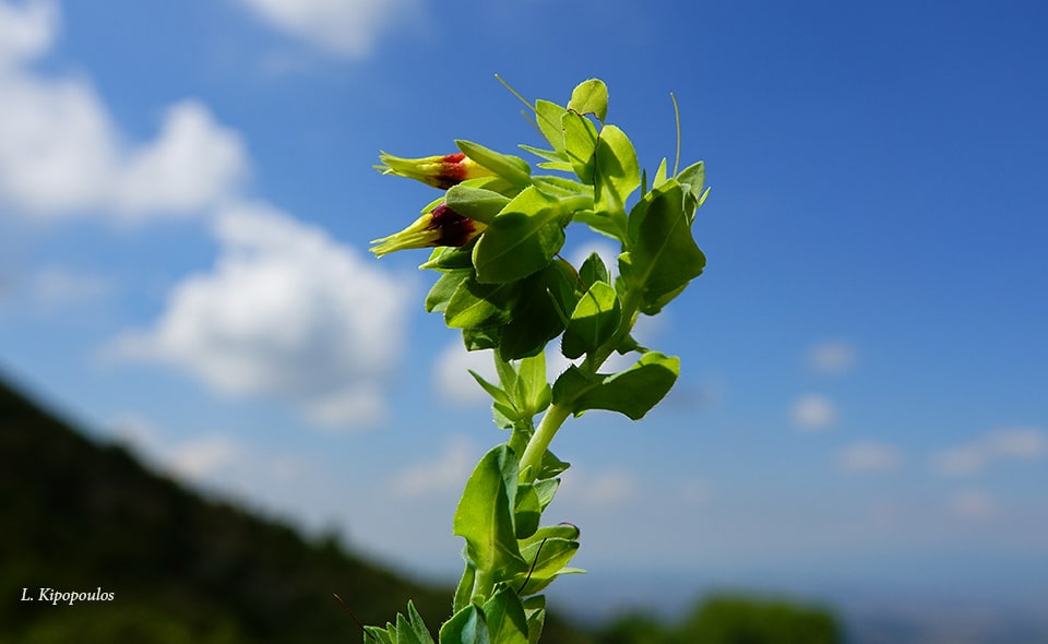 Cerinthe Minor 20 7 20 15 Min