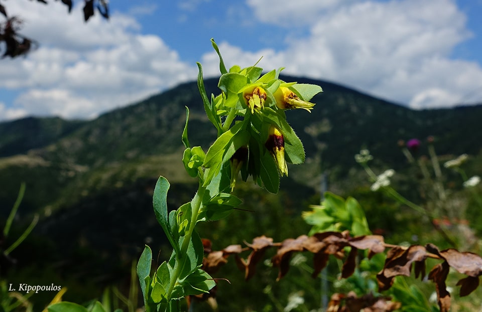 Cerinthe Minor 20 7 20 16 Min