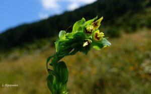 Cerinthe Minor 20 7 20 7 Min