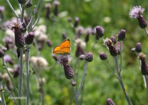 Cirsium Arvense 1 Min