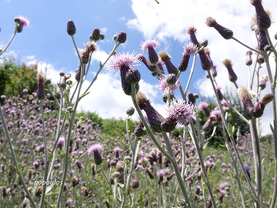 Cirsium Arvense 3 Min