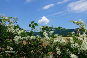 Clematis Flammula 1 7 20 4