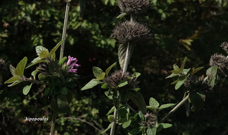 Clinopodium Vulgare 22 10 19 6