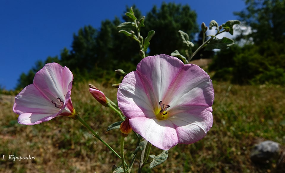 Convolvulus Arvensis 27 7 20 3 Min