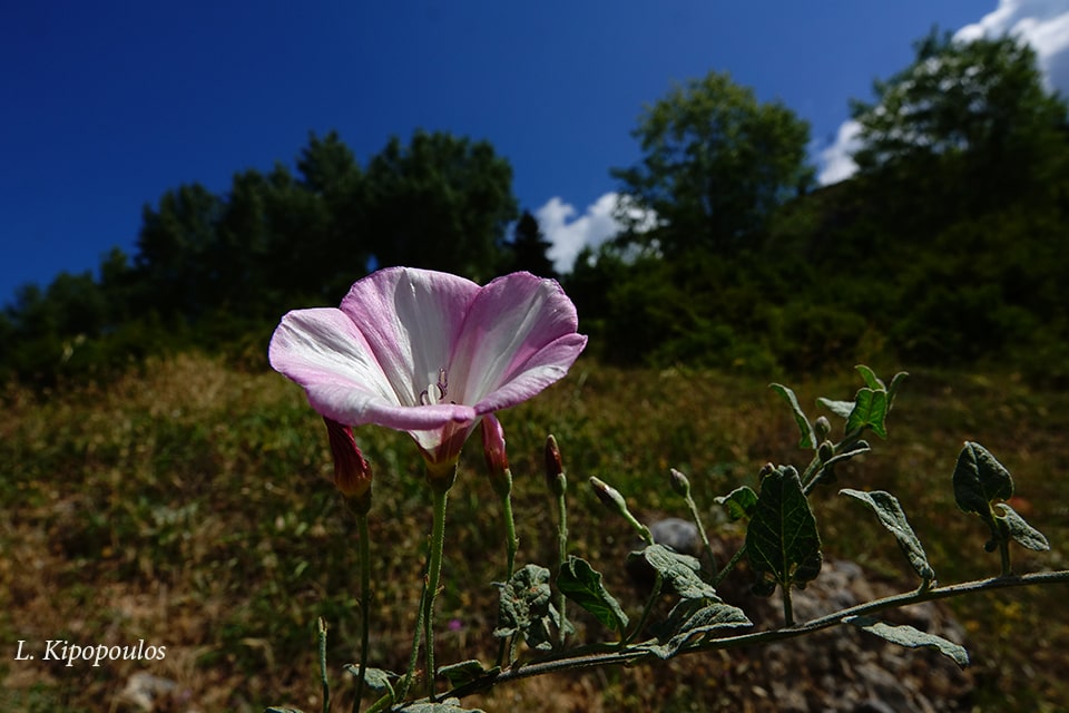 Convolvulus Arvensis 27 7 20 4 Min