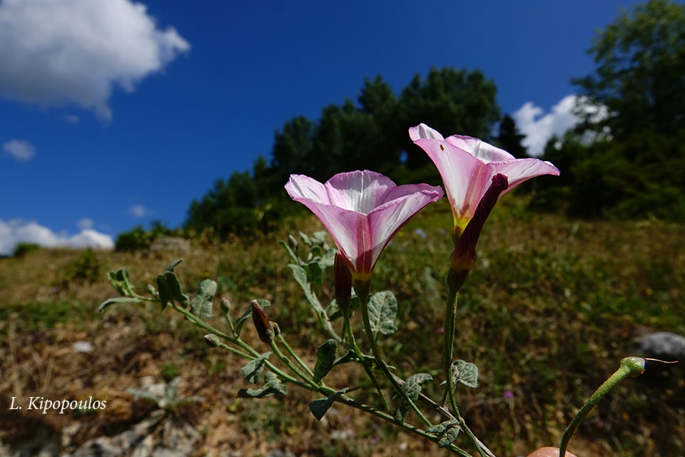 Convolvulus Arvensis 27 7 20 5 Min