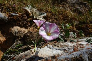 Convolvulus Arvensis 27 7 20 7 Min