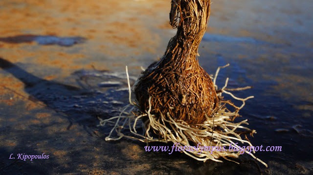 Crocus Canc Cormos 900X Dsc02447